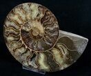 Wide Cleoniceras Ammonite (Half) #5945-2